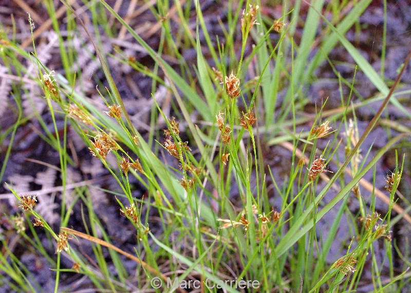 LesSnats Rhynchospora fusca Rhynchospore fauve