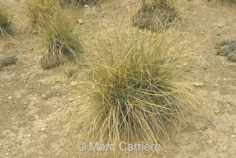 mar021