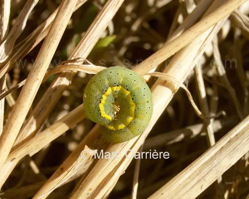 M000272