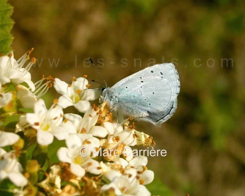 M004087