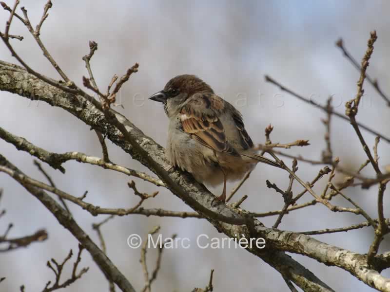 IMGP1194R