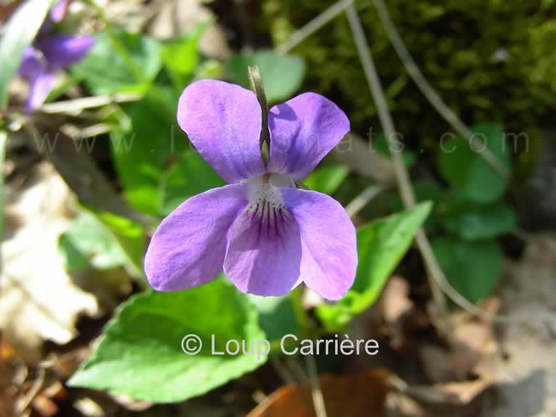Viola hirta - Violette hérissée - Corolle