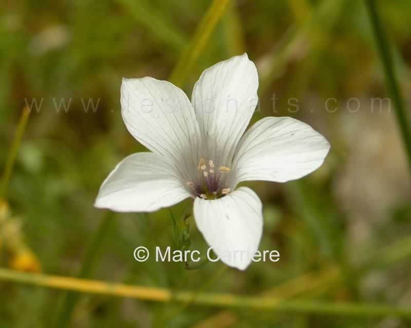 Linum suffruticosum subsp. appressum - Lin à feuilles ténues - Fleur