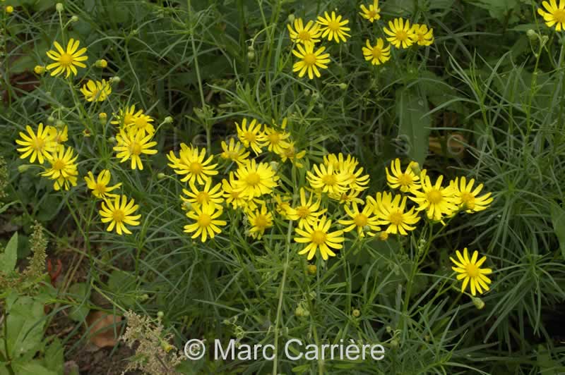 Senecio Inaequidens S ne on Sud africain En Progression