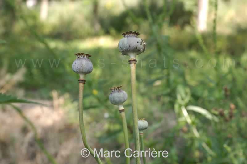 Papaver somniferum - Pavot somnifère - Urnes à opium