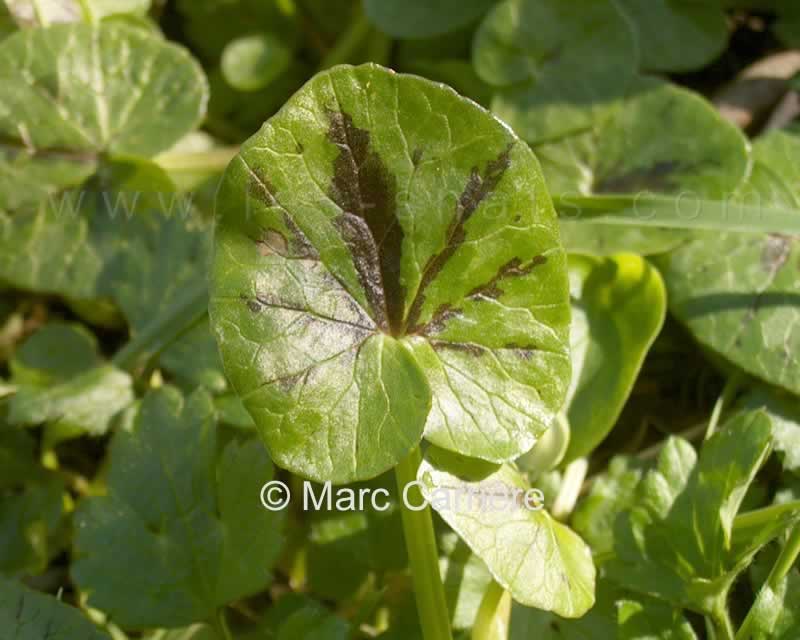 Ficaria verna - Ficaire fausse-renoncule - Feuille