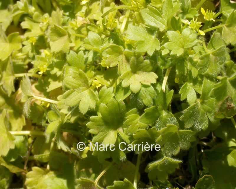 Ranunculus parviflorus - Renoncule à petites fleurs - Plante entière