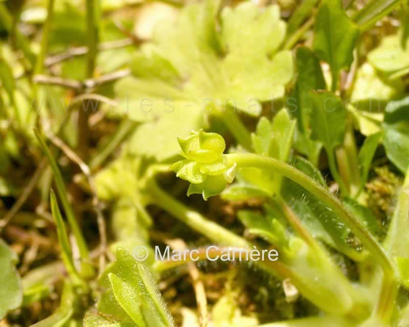 Ranunculus parviflorus - Renoncule à petites fleurs - Fruits