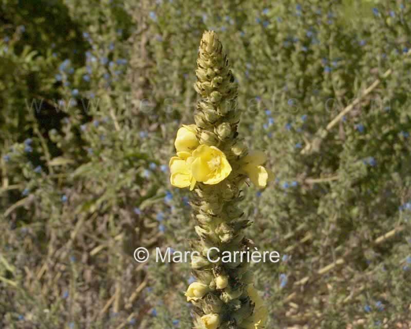 Verbascum thapsus - Bouillon blanc - Hampe florale