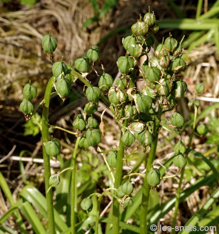 Hyacinthoides non-scripta - Jacinthe des bois - Capsules