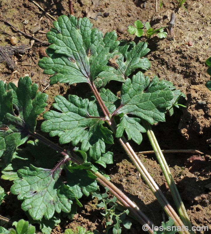 Ranunculus repens - Renoncule rampante - Feuille basale