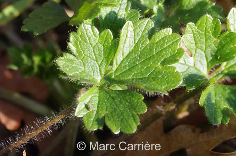 Ranunculus bulbosus - Renoncule bulbeuse - Feuilles en 3 parties