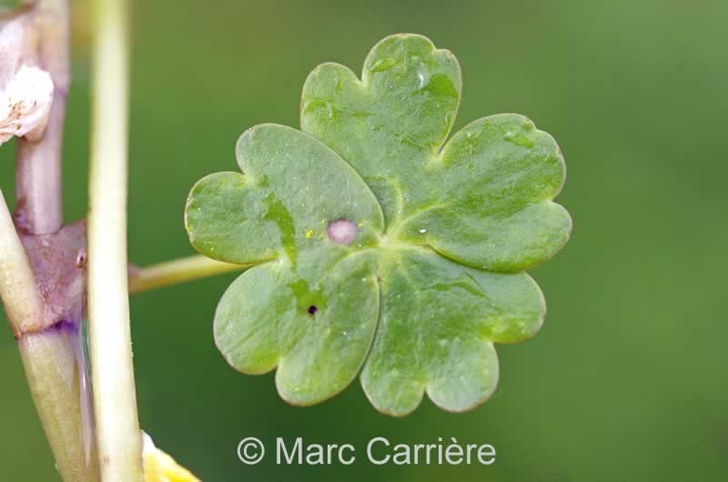 Ranunculus peltatus - Renoncule peltée - Détail d'une feuille flottante