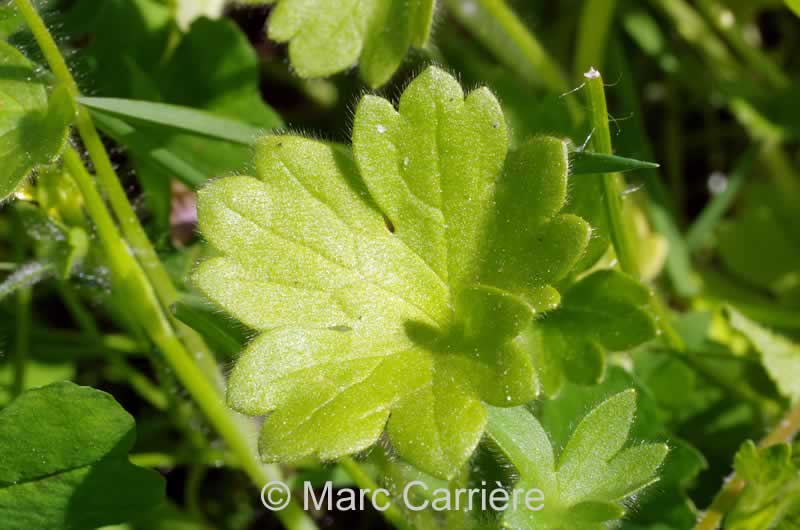 Ranunculus parviflorus - Renoncule à petites fleurs - Feuille