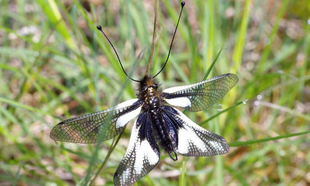 Ascalaphe souffré - Libelloides coccajus