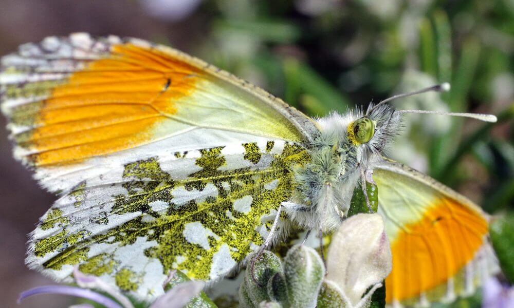 Aurore - Anthocharis cardamines