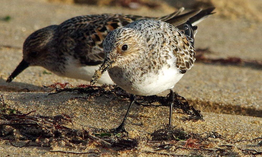 Bécasseau sanderling - Calidris alba