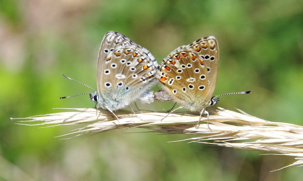 Bel-Argus - Lysandra bellargus