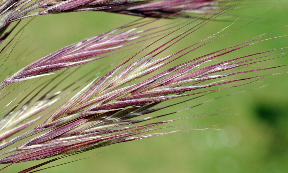 Brome de Madrid - Anisantha madritensis