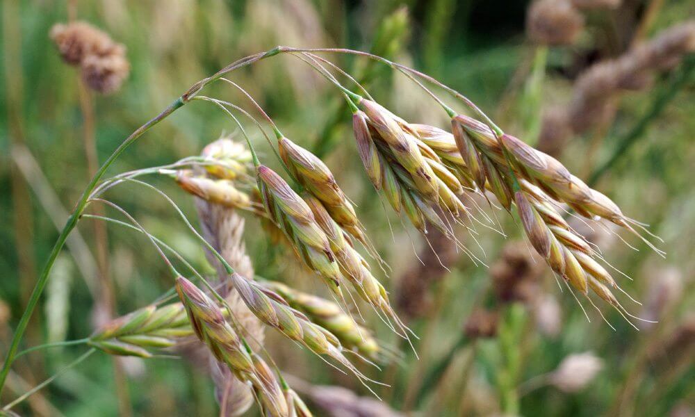 Brome variable - Bromus commutatus