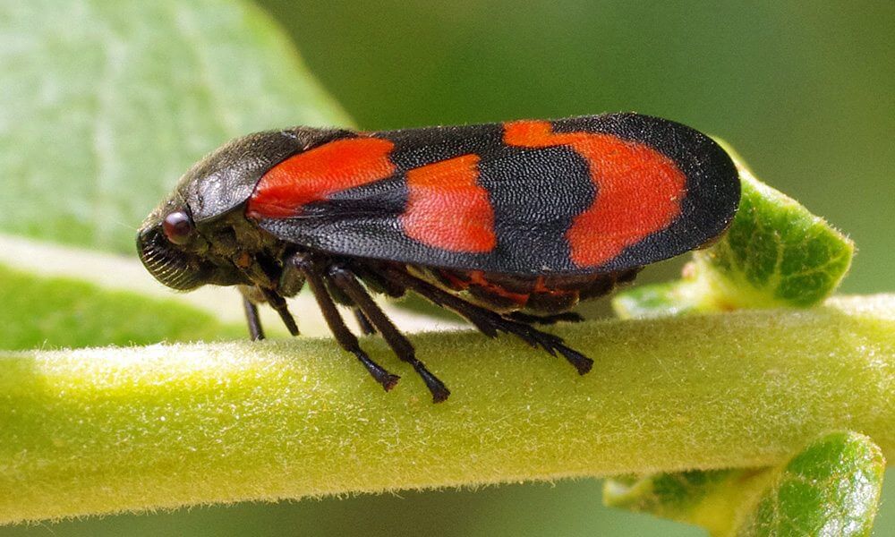 Cercope sanguin - Cercopis vulnerata