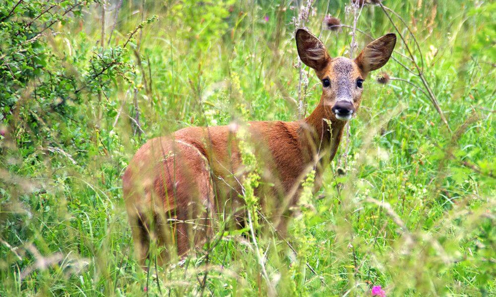 Chevreuil - Capreolus capreolus