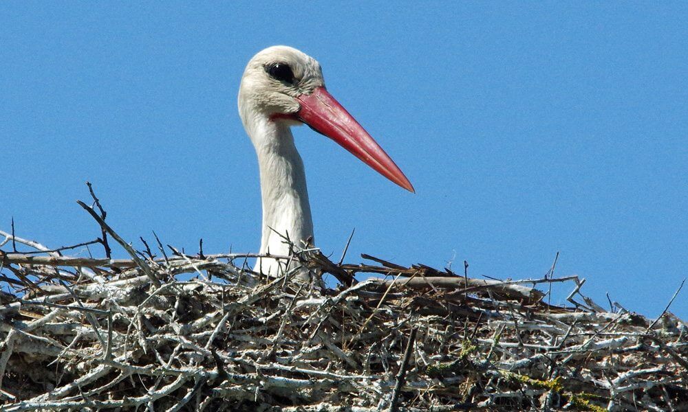 Cigogne blanche - Ciconia ciconia