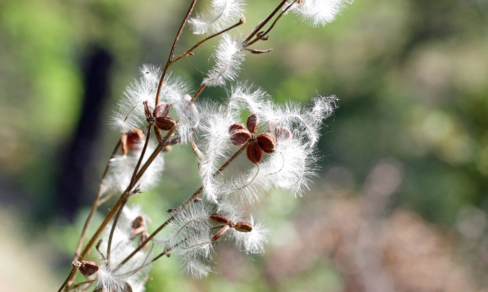 Clématite flammette - Clematis flammula