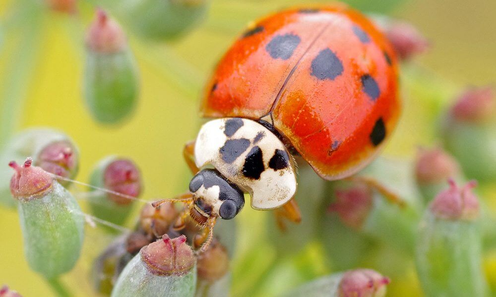 Coccinelle asiatique - Harmonia axyridis