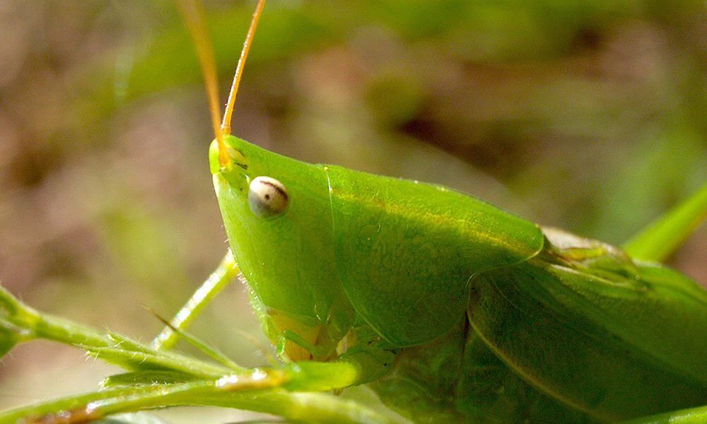 Conocéphale gracieux - Ruspolia nitidula