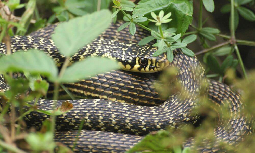 Couleuvre verte et jaune - Hierophis viridiflavus