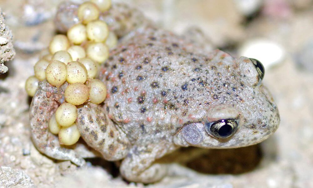 Crapaud accoucheur - Alytes obstetricans