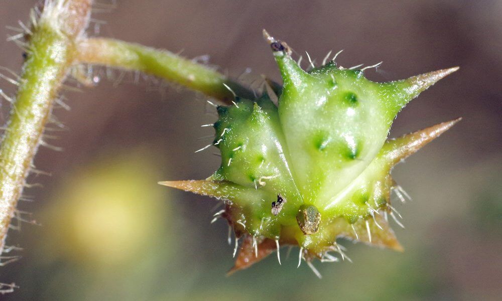 Croix de Malte - Tribulus terrestris