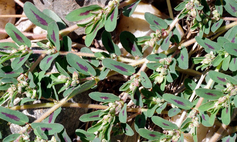 Euphorbe tachetée - Euphorbia maculata