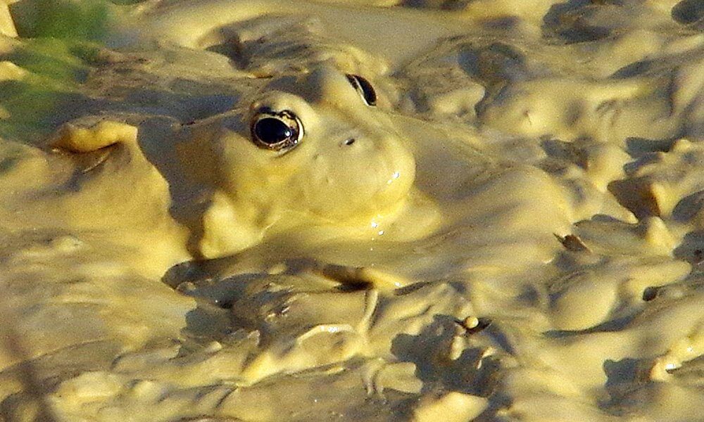 Grenouille rieuse - Pelophylax ridibundus