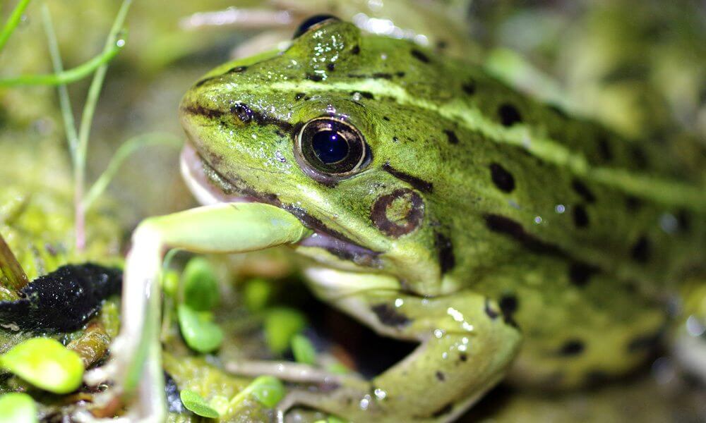 Grenouille verte - Pelophylax kl. esculentus