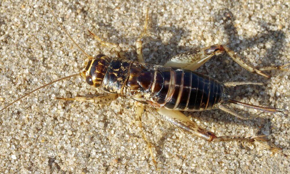 Grillon bordelais - Modicogryllus bordigalensis