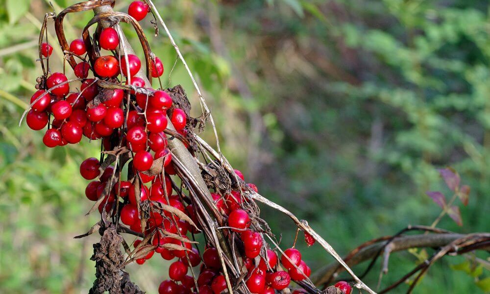 Herbe aux femmes battues - Dioscorea communis