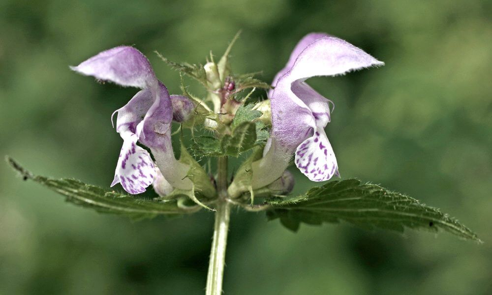 Lamier tacheté - Lamium maculatum