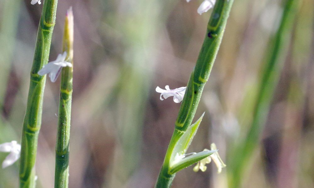 Lepture cylindrique - Hainardia cylindrica