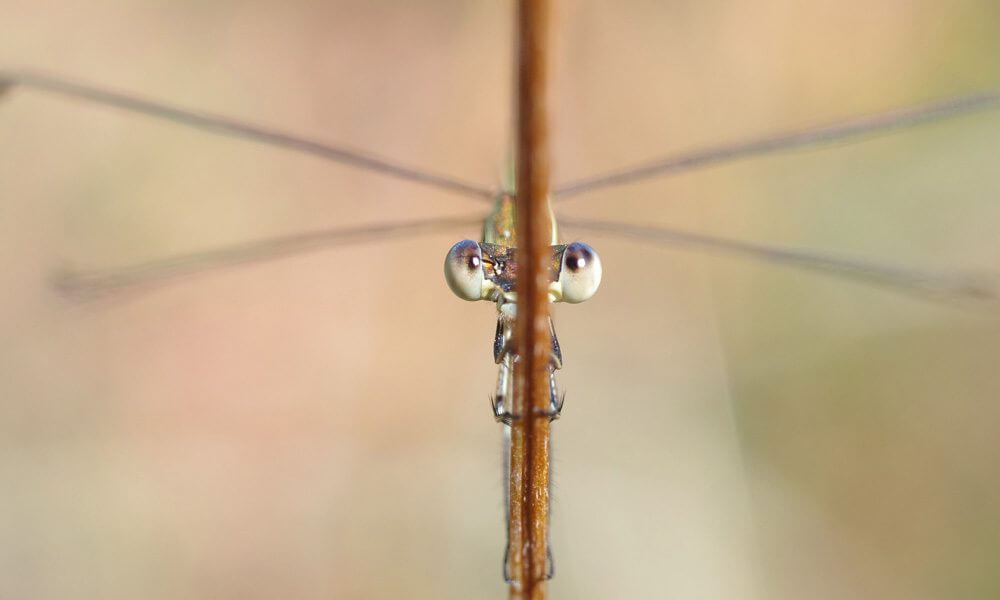 Leste verdoyant - Lestes virens