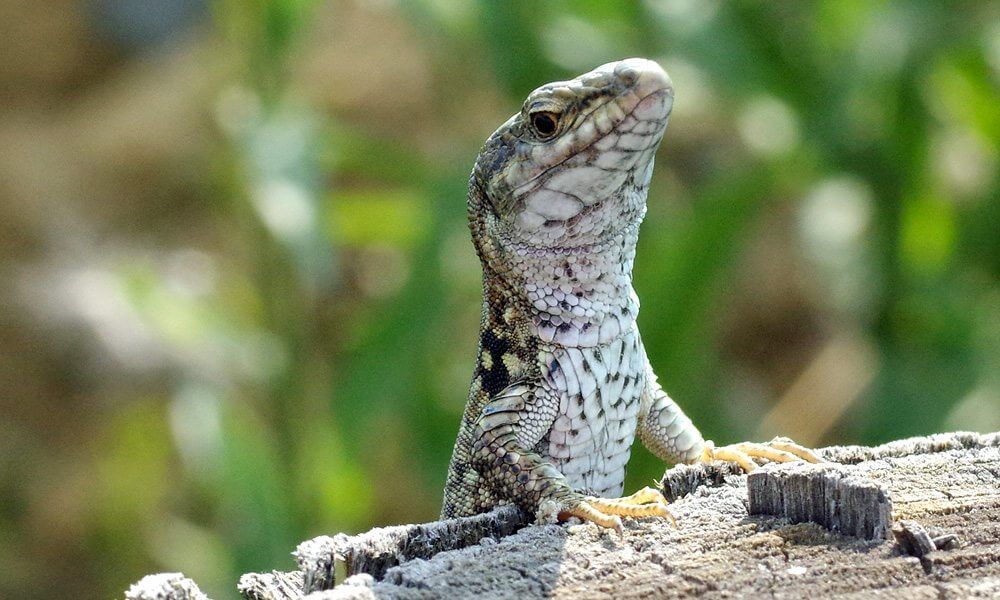 Lézard des murailles - Podarcis muralis