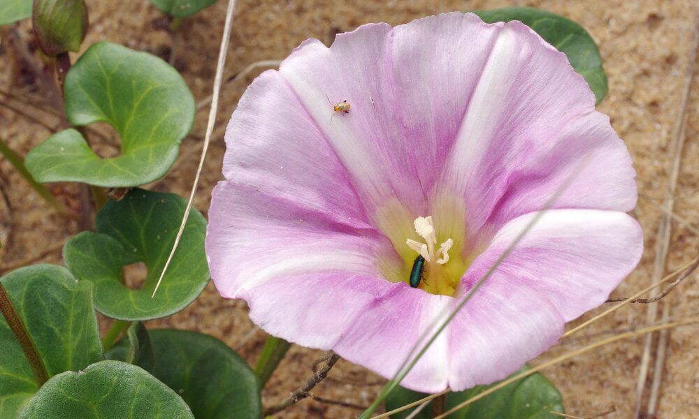 Liseron des dunes - Convolvulus soldanella