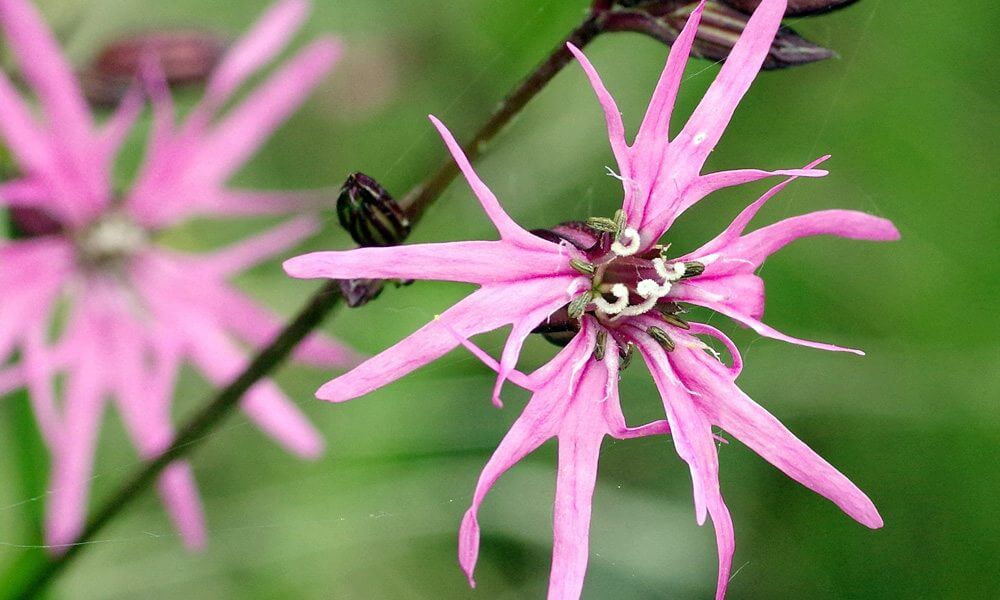 Lychnis fleur de coucou - Lychnis flos-cuculi