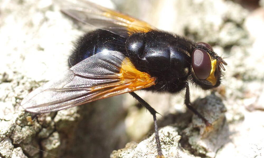 Mesembrine du midi - Mesembrina meridiana