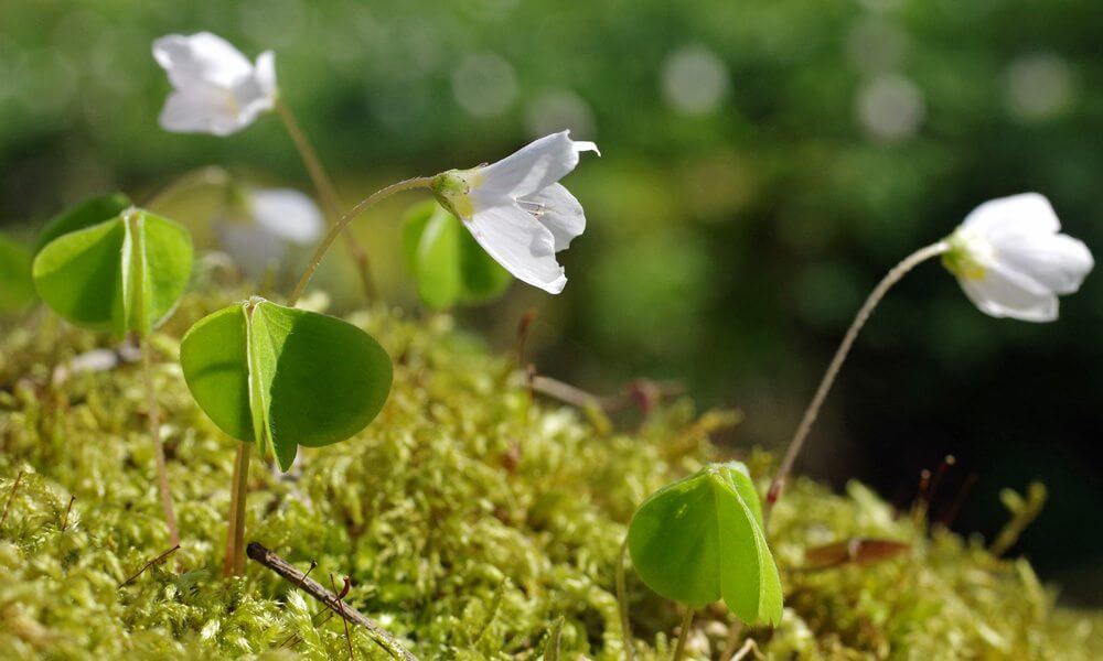 Oseille des bois - Oxalis acetosella