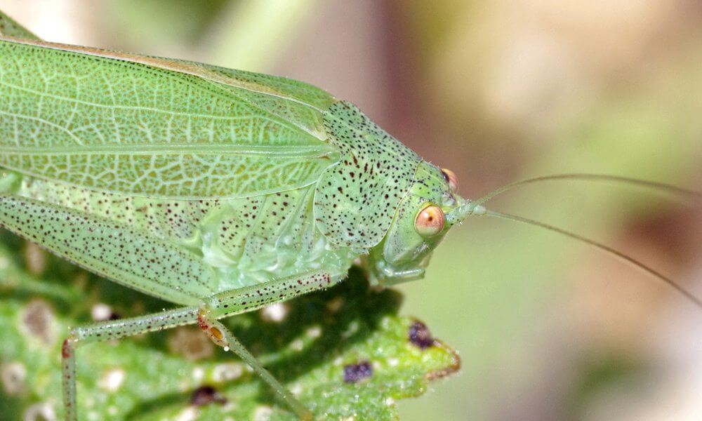 Phanéroptère méridional - Phaneroptera nana