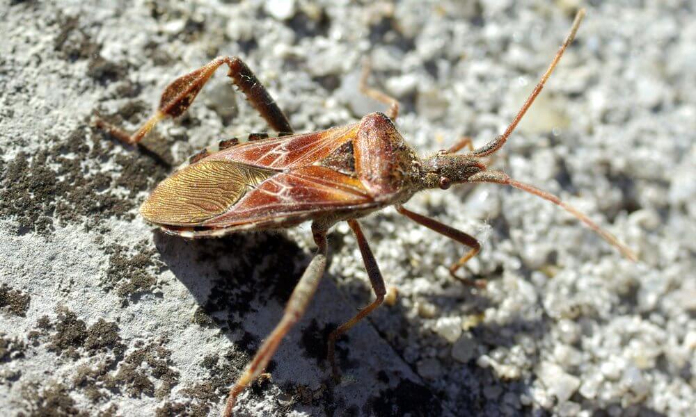 Punaise américaine - Leptoglossus occidentalis