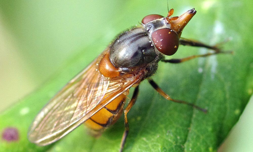 Rhingie champêtre - Rhingia campestris