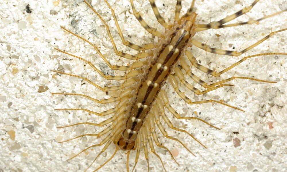 Scutigère - Scutigera coleoptrata